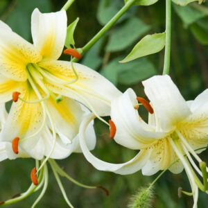 Turk’s Cap (Tigrinum) Lily, Lady Alice
