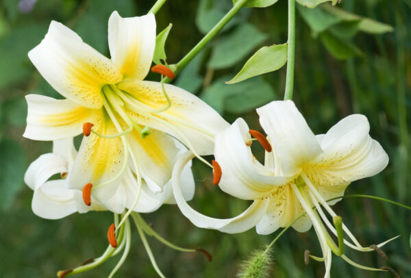 Turk’s Cap (Tigrinum) Lily, Lady Alice