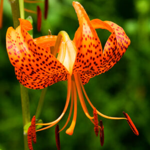 Tigrinum Lily, Splendens