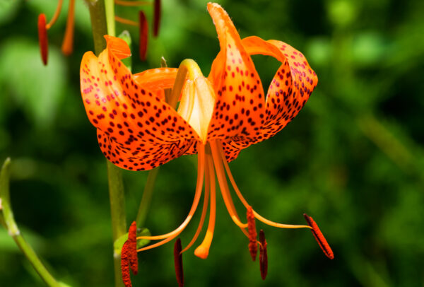 Tigrinum Lily, Splendens