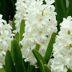 Hyacinthus orientalis, Aiolos