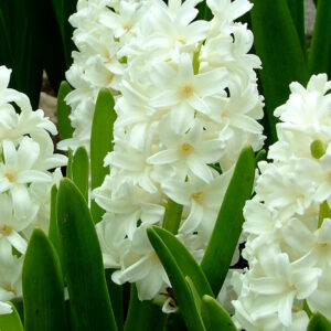 Hyacinthus orientalis, Aiolos