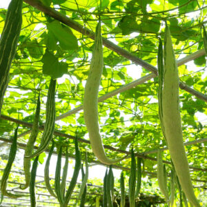 Gourd, Luffa
