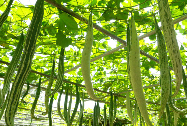 Gourd, Luffa