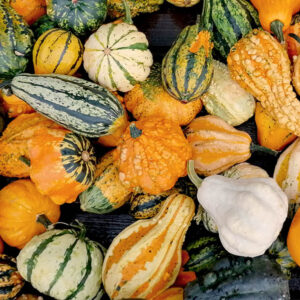 Gourd, Small Ornamental Mix