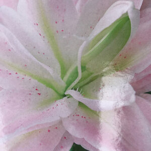 Oriental Double Lily, Lotus Queen