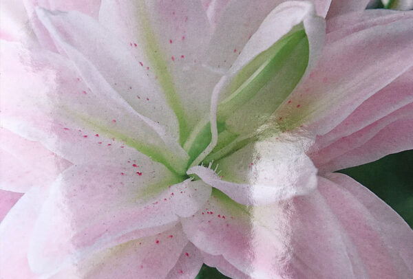 Oriental Double Lily, Lotus Queen