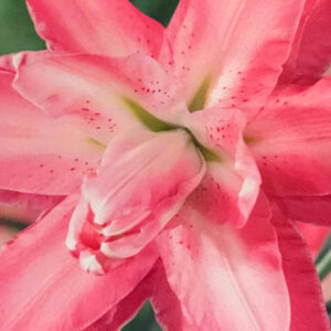 Oriental Double Lily, Lotus Wonder