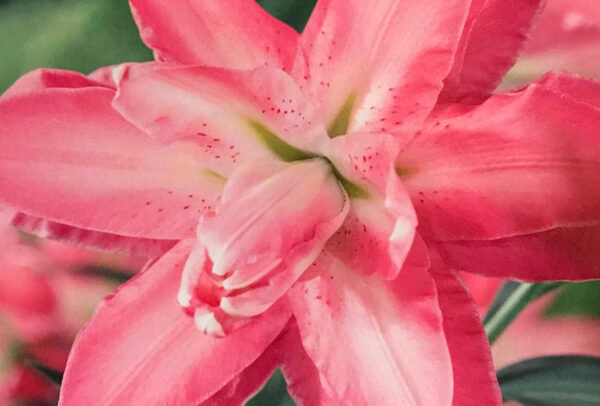 Oriental Double Lily, Distant Drum