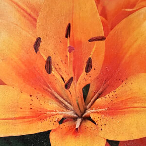 Asiatic Lily, Matrix Orange