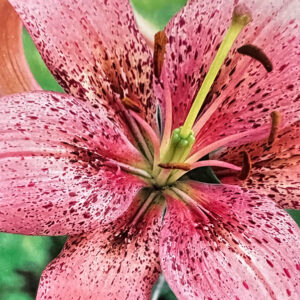 Asiatic Lily, Morpho Pink