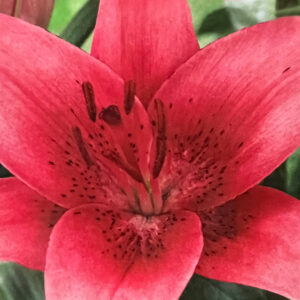 Asiatic Lily, Pink County