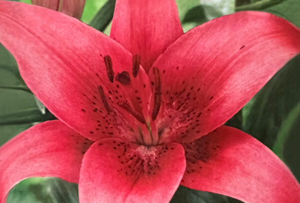 Asiatic Lily, Pink County