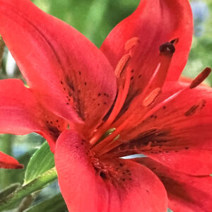 Asiatic Lily, Red County