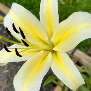 Oriental Lily, Baferrari