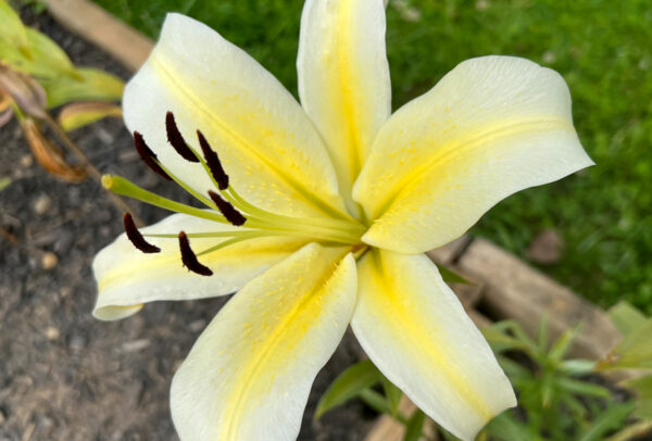 Oriental Lily, Baferrari