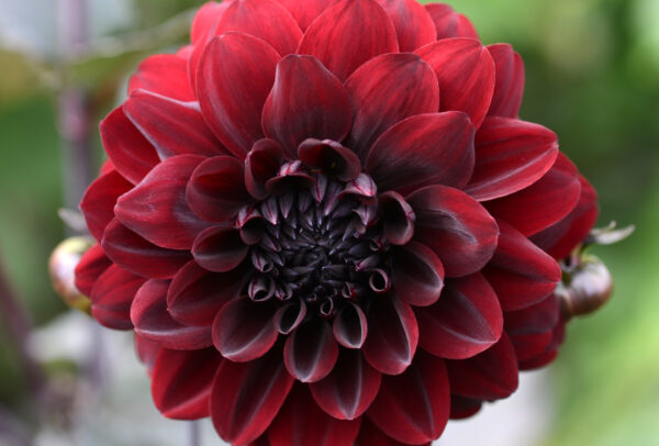 Decorative Dahlia, Arabian Night