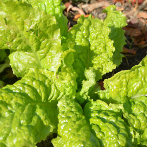 Lettuce, Australian Yellowleaf