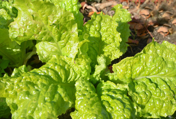 Lettuce, Australian Yellowleaf