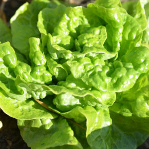 Lettuce, Bibb Butterhead