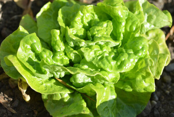 Lettuce, Bibb Butterhead