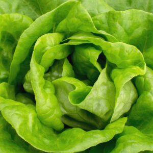 Lettuce, Buttercrunch