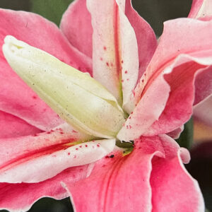 Oriental Double Lily, Distant Drum