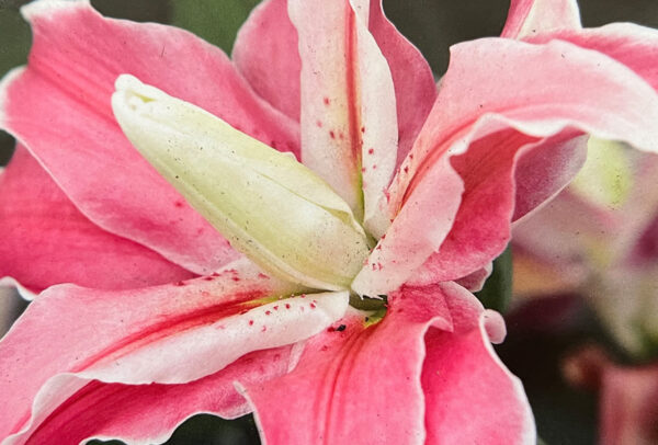 Oriental Double Lily, Distant Drum
