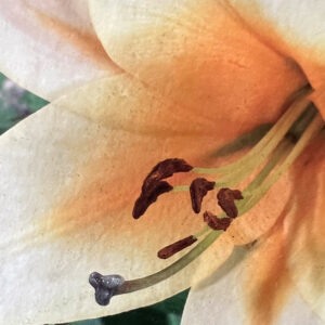 Oriental Trumpet Lily, High Tea
