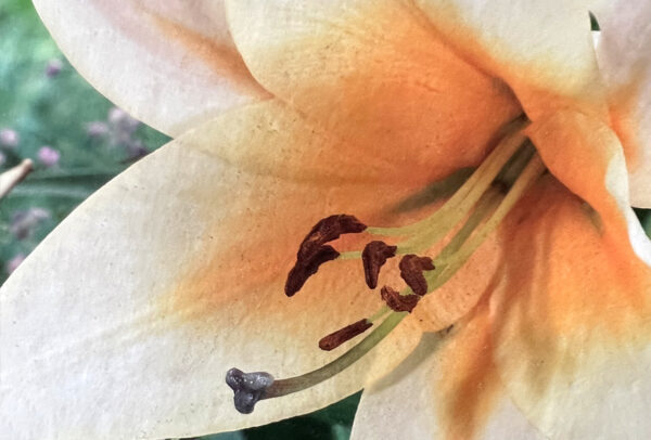 Oriental Trumpet Lily, High Tea
