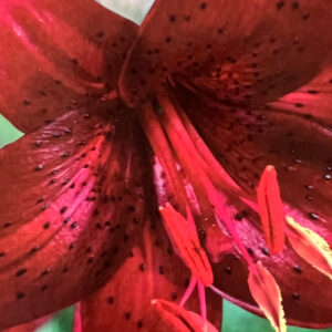 Tigrinum Lily, Red Velvet