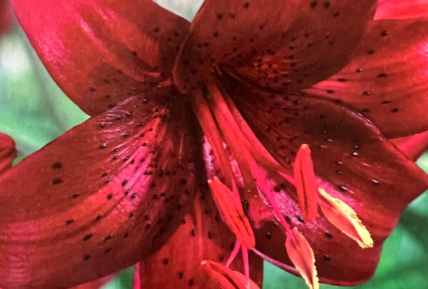 Tigrinum Lily, Red Velvet