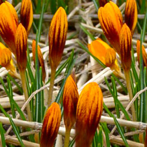 Crocus, Olivieri Orange Monarch
