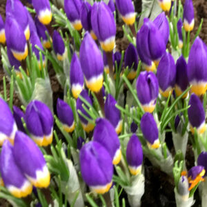 Crocus, Sieberi Tricolor