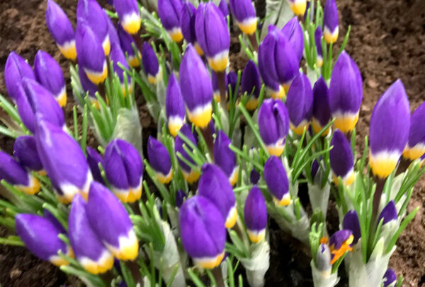 Crocus, Sieberi Tricolor