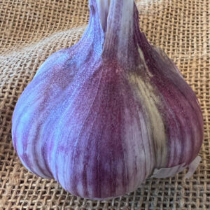 Porcelain Garlic, Rosewood - 4 oz