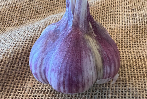 Porcelain Garlic, Rosewood - 4 oz