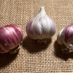 Creole Garlic, Cuban Purple