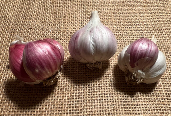 Creole Garlic, Cuban Purple