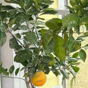 Citrus Tree, The Glen Dwarf Navel Orange (Shipping Included)