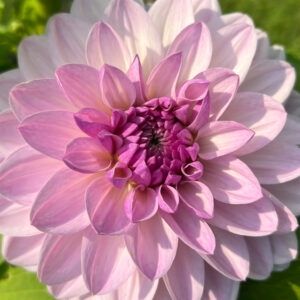 Decorative Dahlia, Eveline