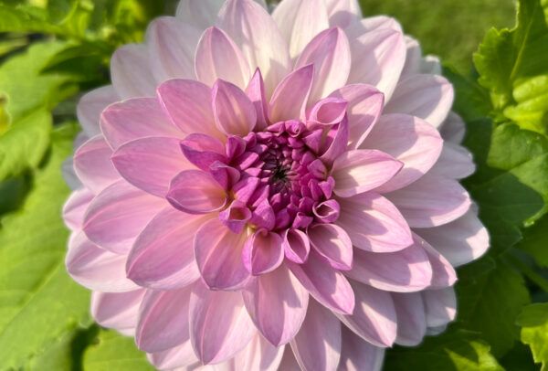 Decorative Dahlia, Eveline