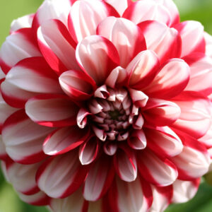 Decorative Dahlia, Jamaica