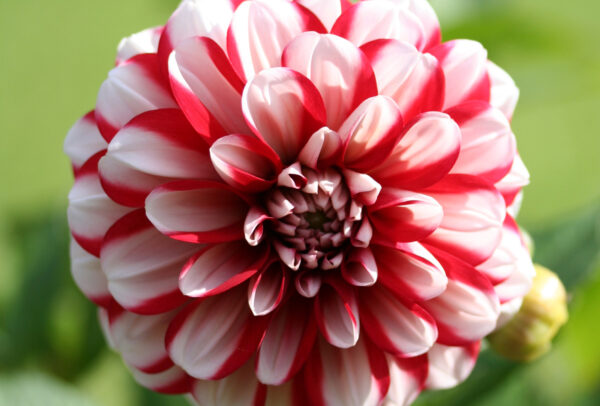 Decorative Dahlia, Jamaica