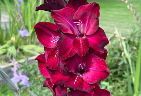 Standard Gladiola, Natan - 10 Corms