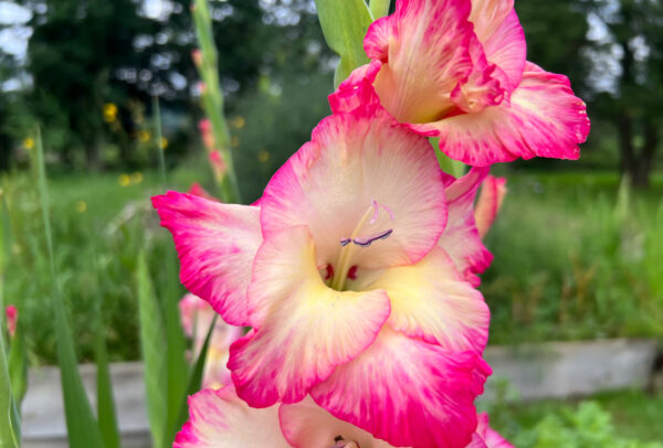 Standard Gladiola, Pink Lady - 10 Corms