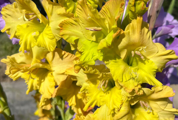 Standard Gladiola, Prima Verde - 10 Corms