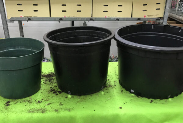 **CONTAINER SIZES FOR BULBS**