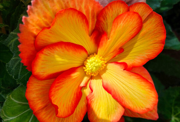 Begonia, Yellow Picotee