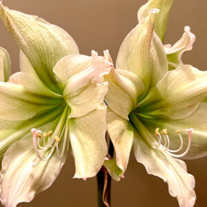 Winter-Flowering Double Dutch Amaryllis, Arctic Nymph